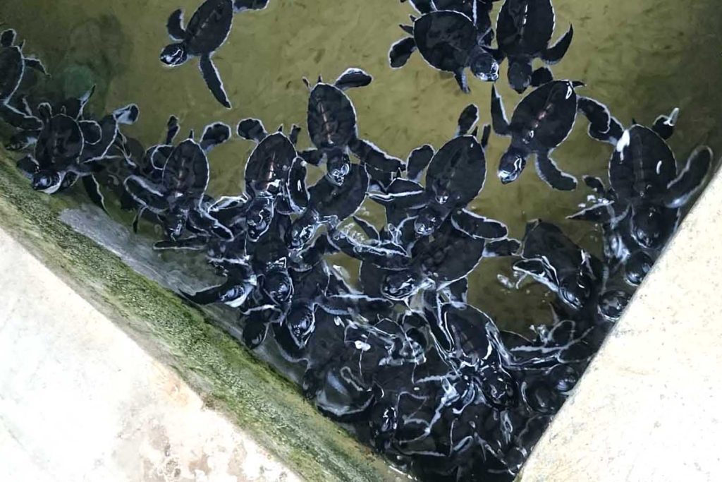 baby turtles in a rescue center